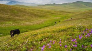 deosai plains